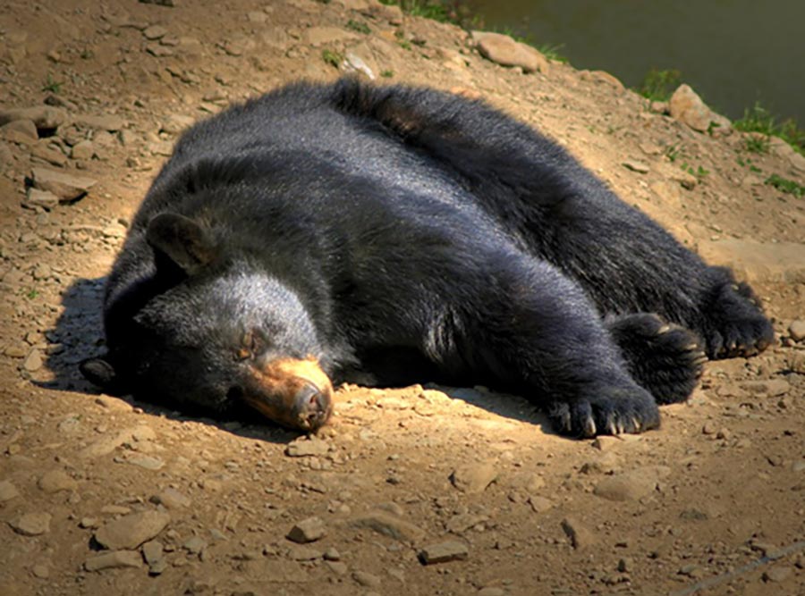 A sleeping black bear.