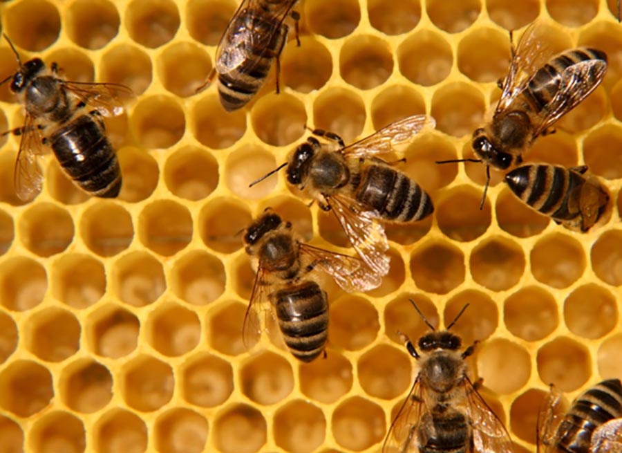 Swarm of bees on a honeycomb.