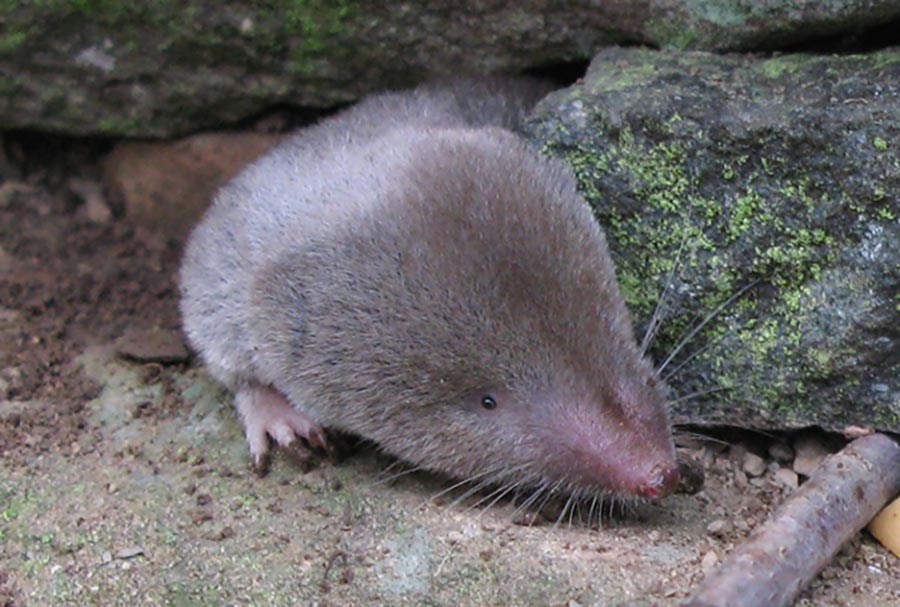 A closeup photo of a shrew.