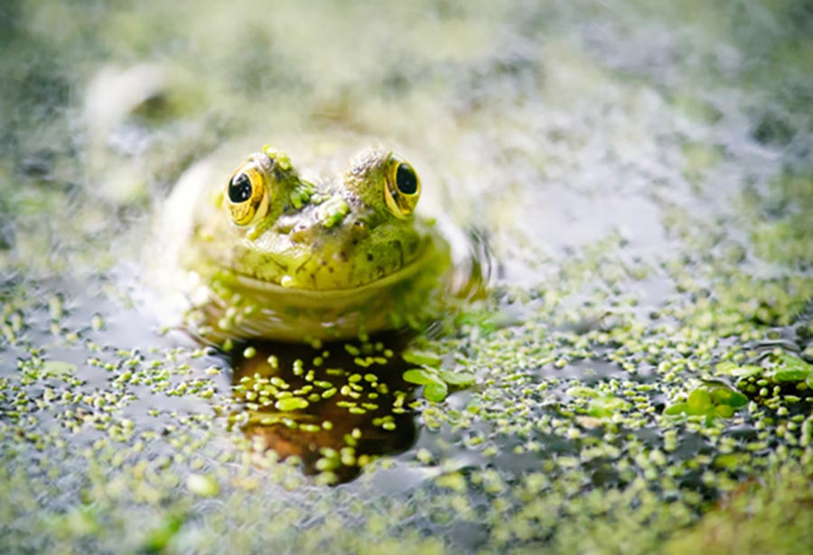 Frog in a pond