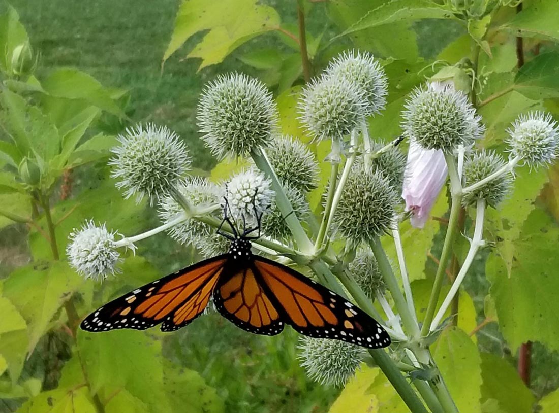 Monarch on a native plant.
