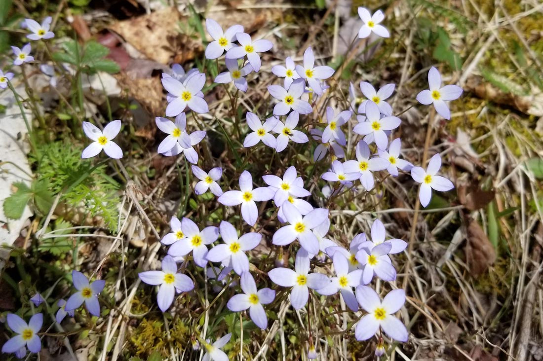 Small blue flowers