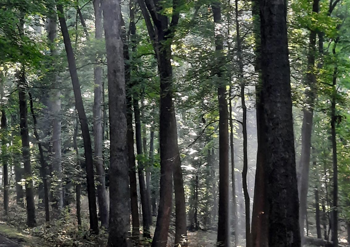 Dense wooded landscape