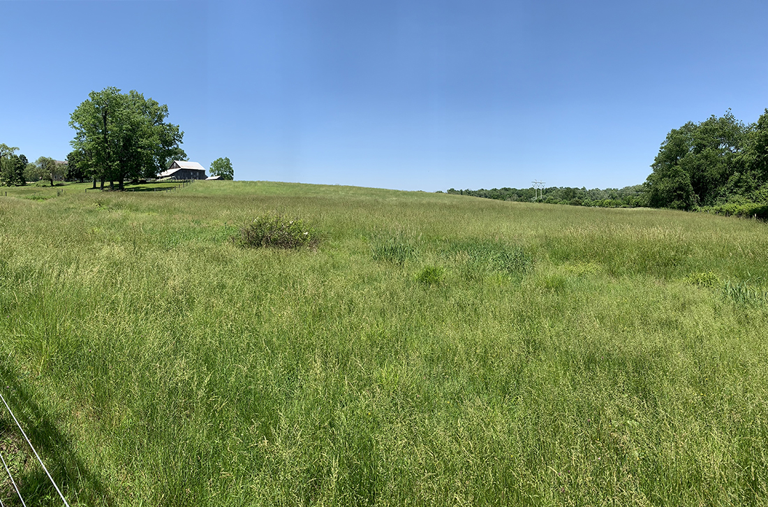 Grassy open hay field under a clear blue sky