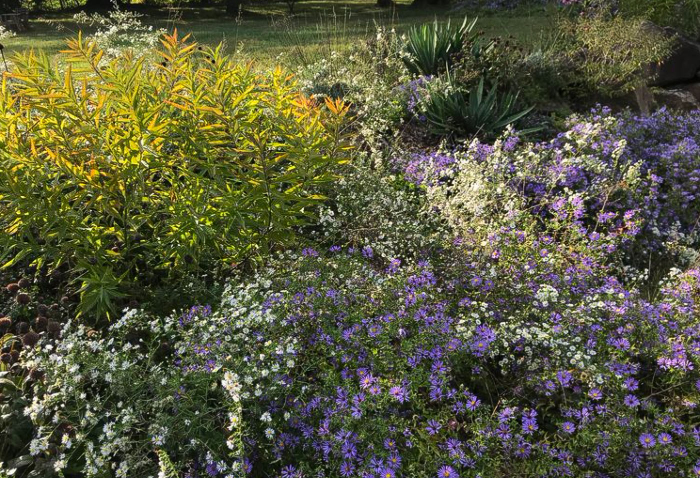 A garden with purple flowers and green plants