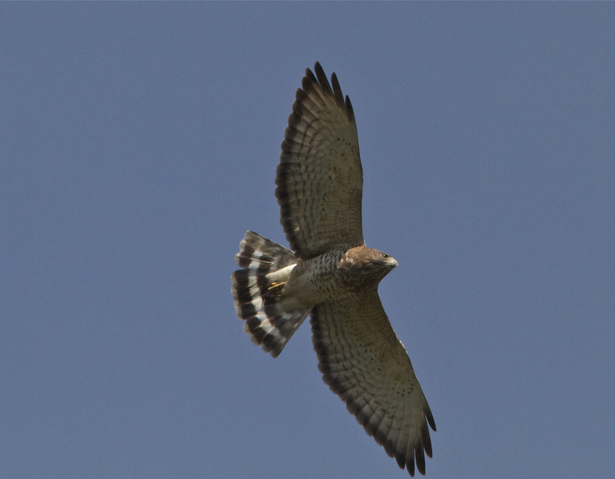 A soaring hawk with an open blue sky in the background.