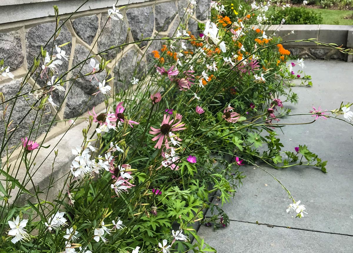 Wildflowers in a planter