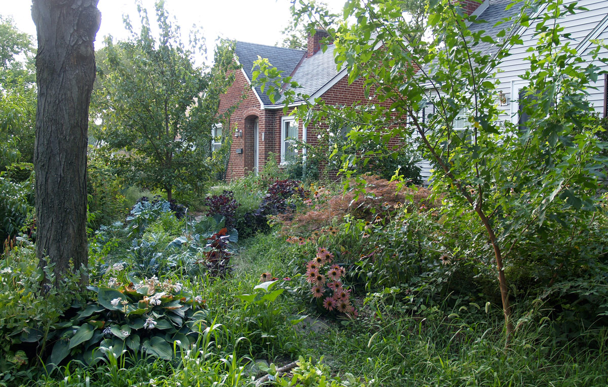 A yard full of native plants with houses in the background.