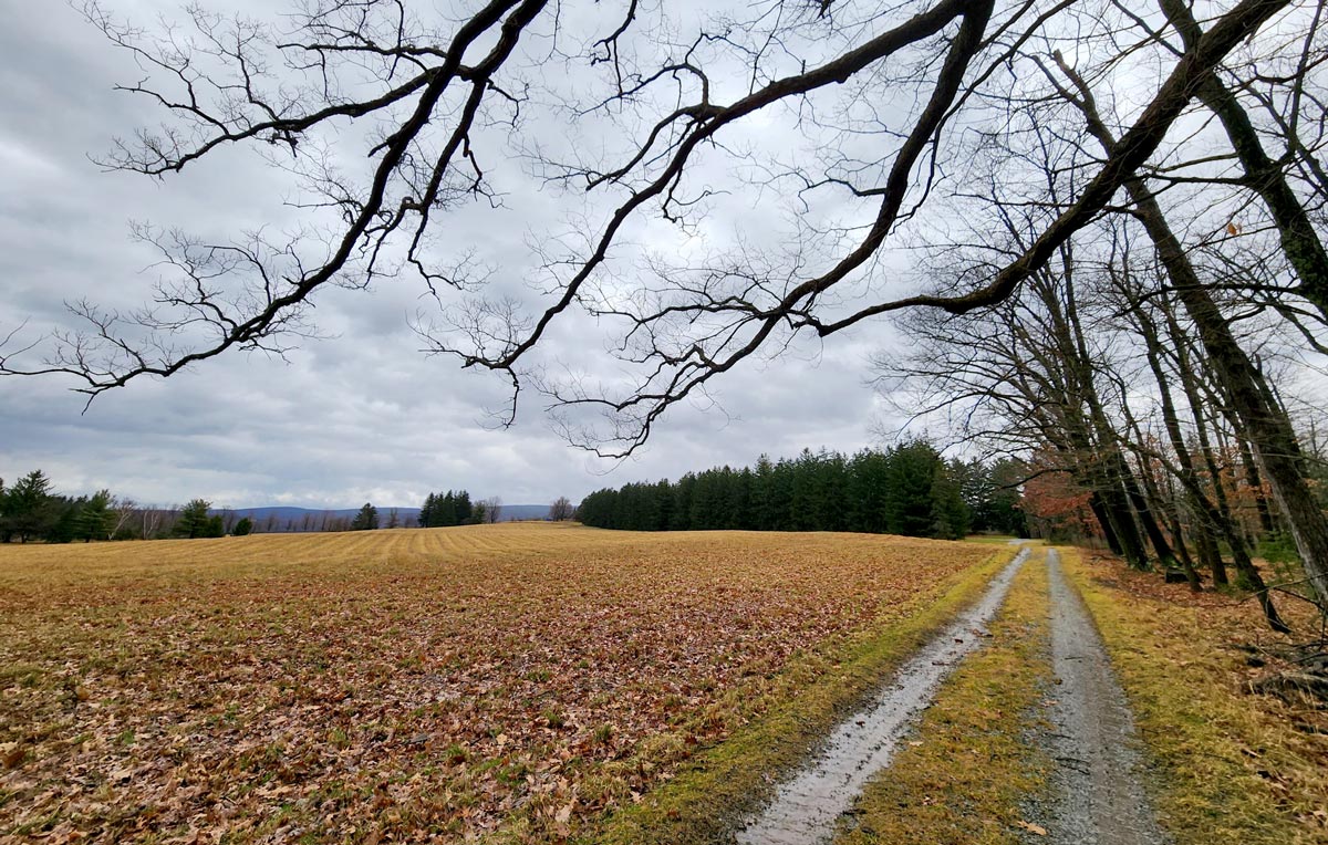 A winter landscape with trail and trees in foreground.
