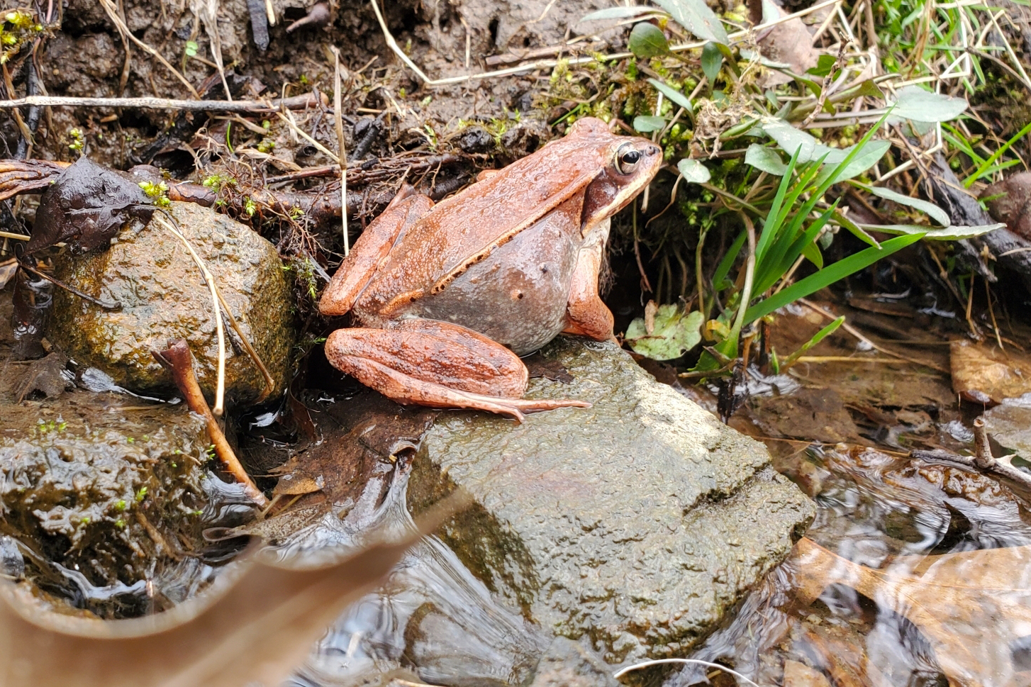 Wood frog (lithobates sylvaticus). Photo by Kevin Fryberger. Wood frog (lithobates sylvaticus). Photo by Kevin Fryberger.
