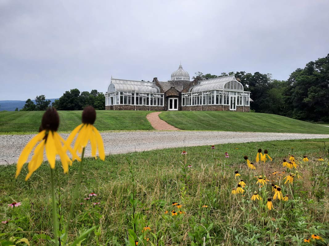 Greenhouse in background with yellow flowers in the foreground.