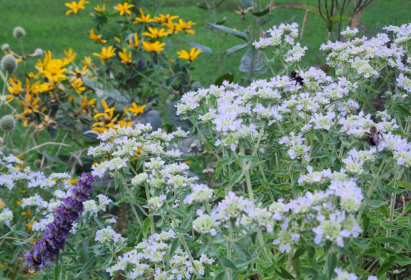 Close up of native plants white, yellow, and purple flowers