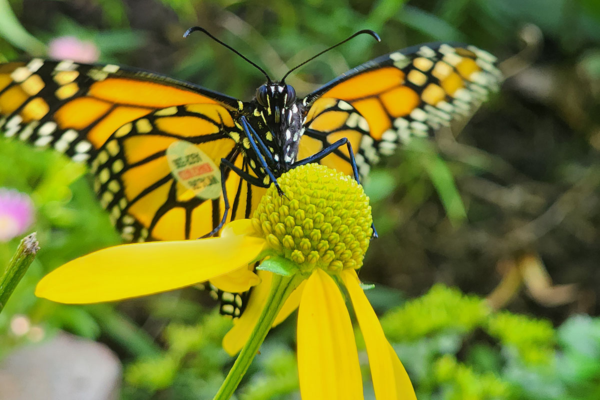 A monarch butterfly lands on a yellow flower.