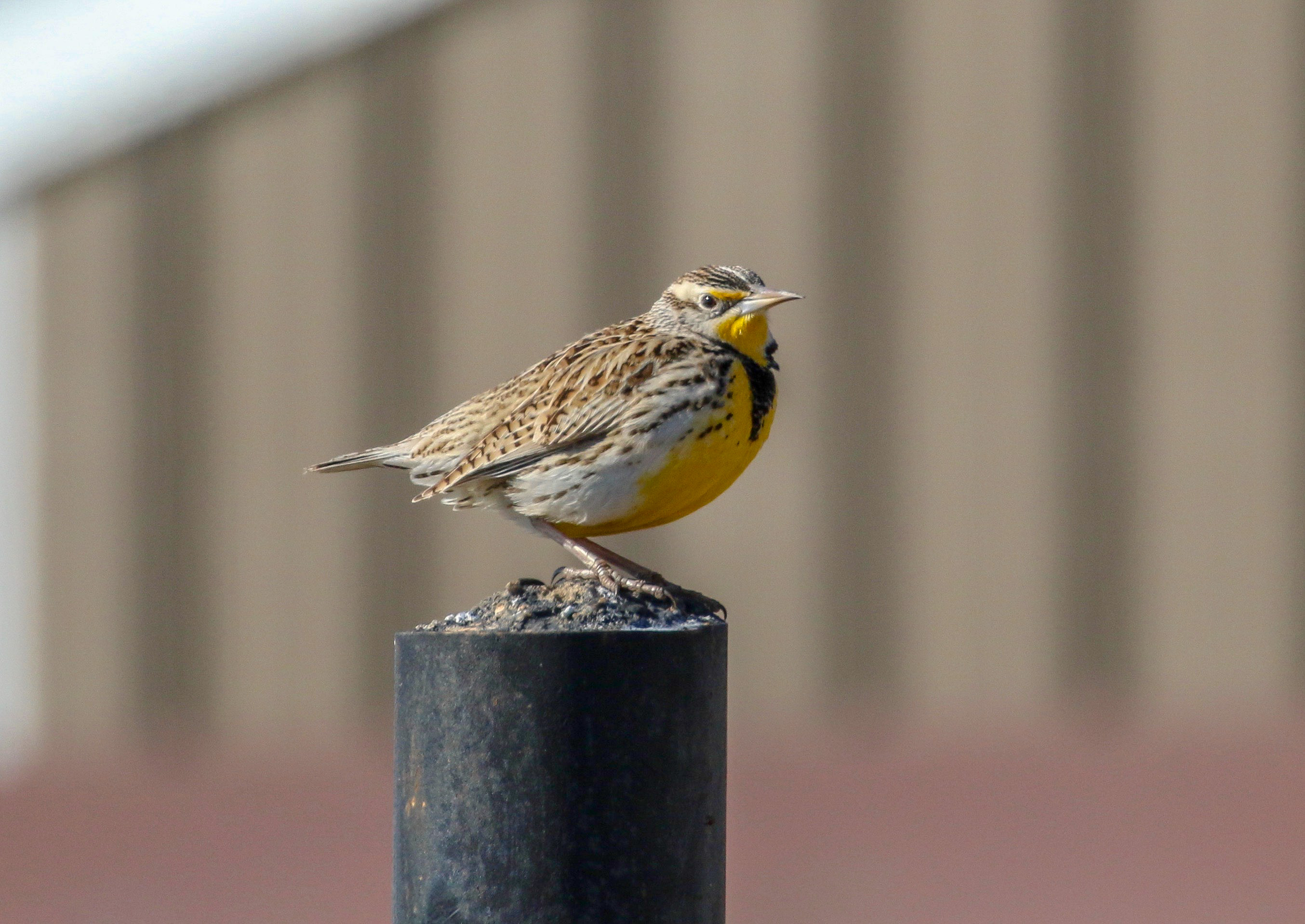 meadowlark