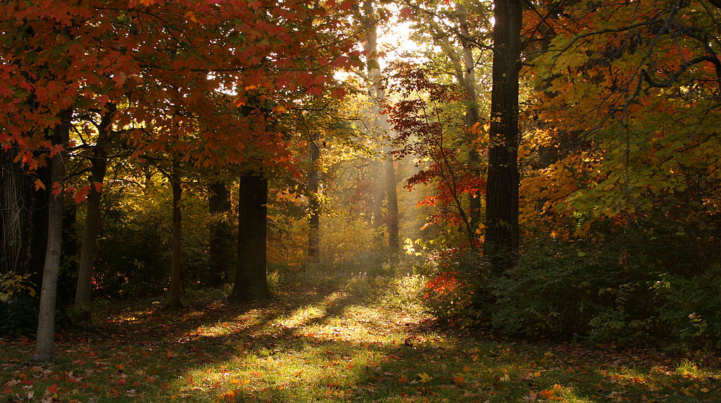 Amos Oliver Doyle, CC BY-SA 3.0, via Wikimedia Commons forest in autumn