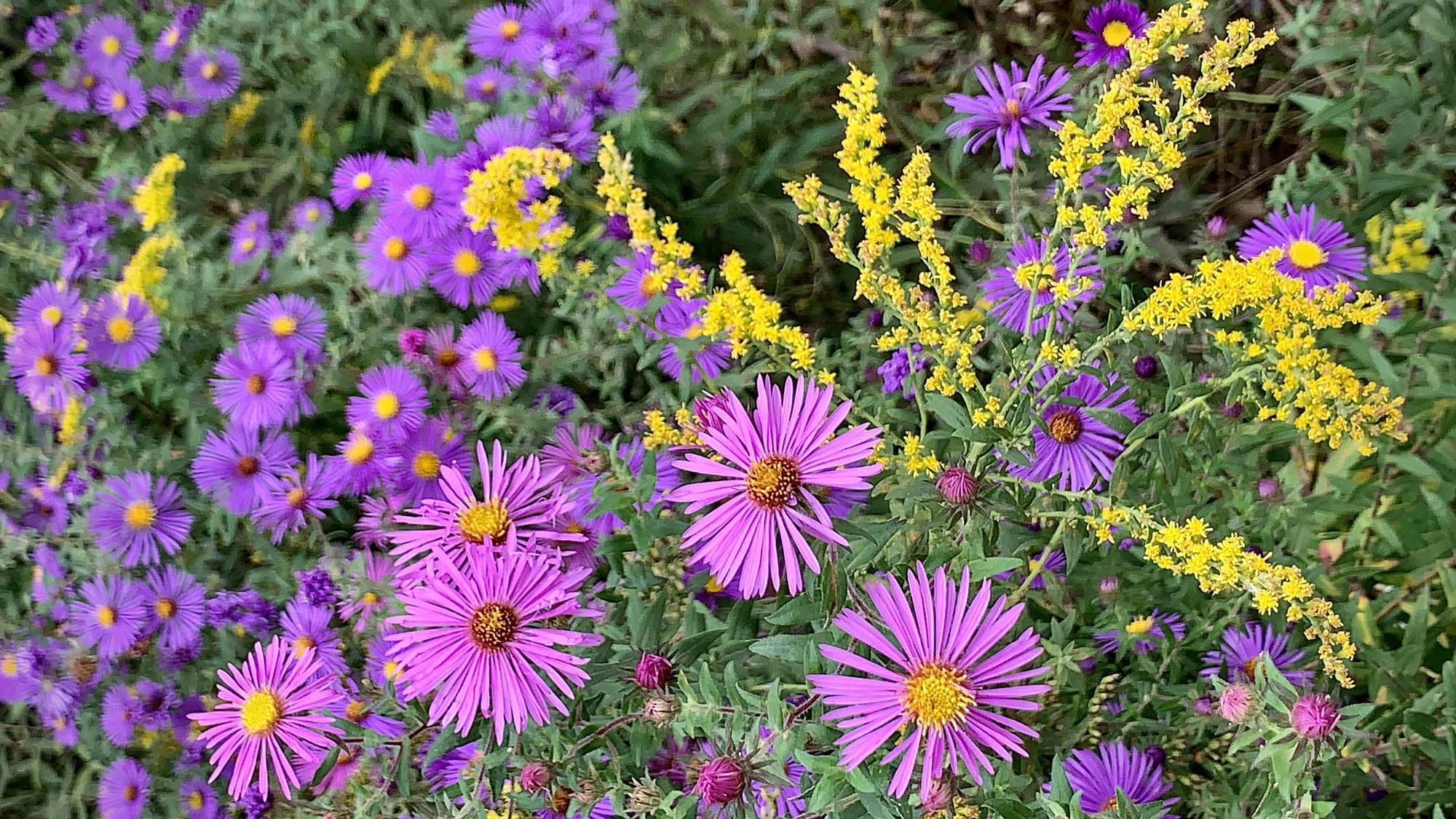 New England Asters