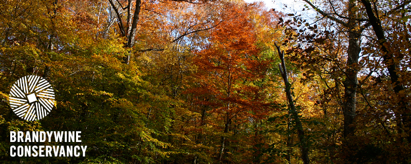 Looking up at trees covered in autumn leaves.