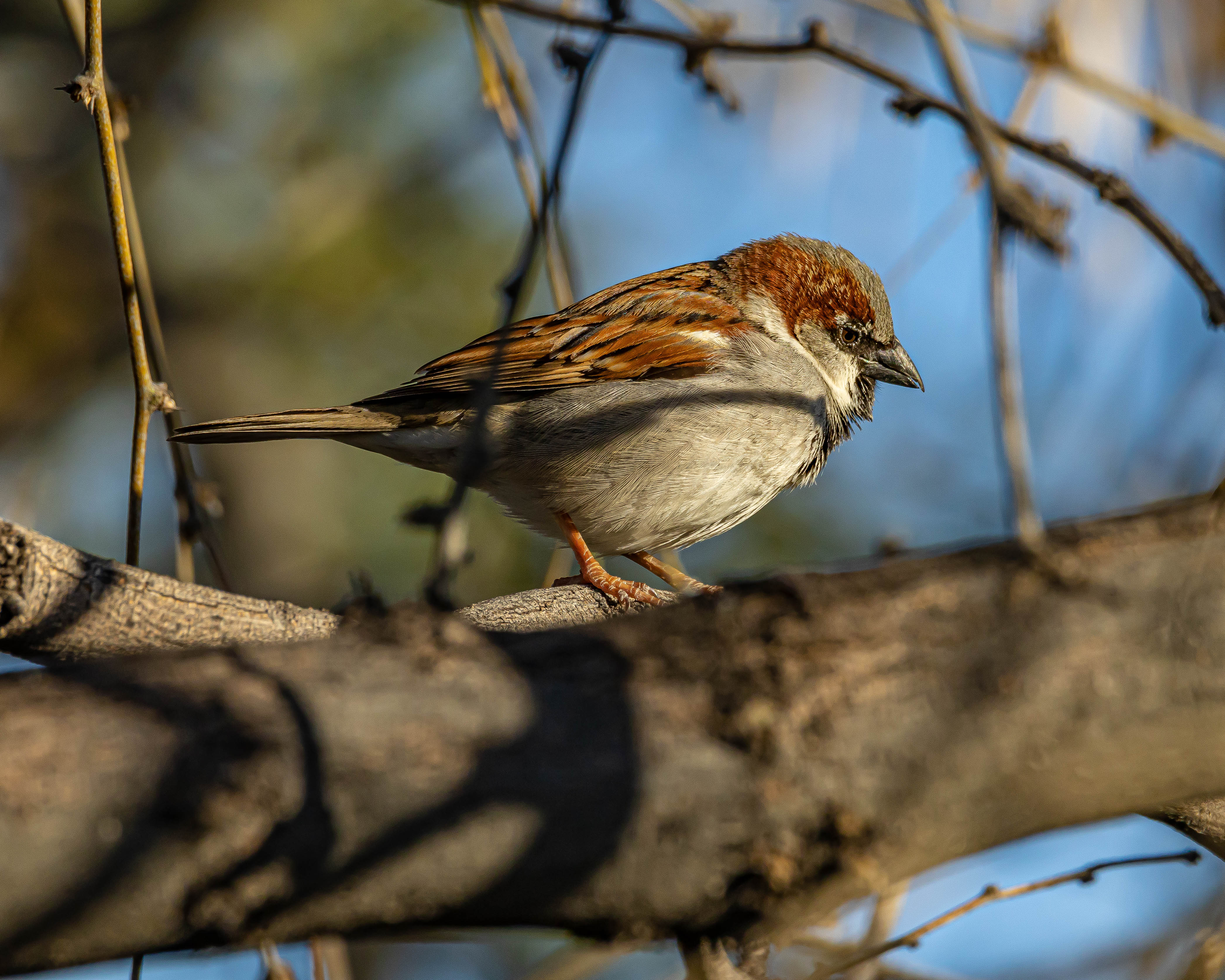 House sparrow sitting on a tree branch.