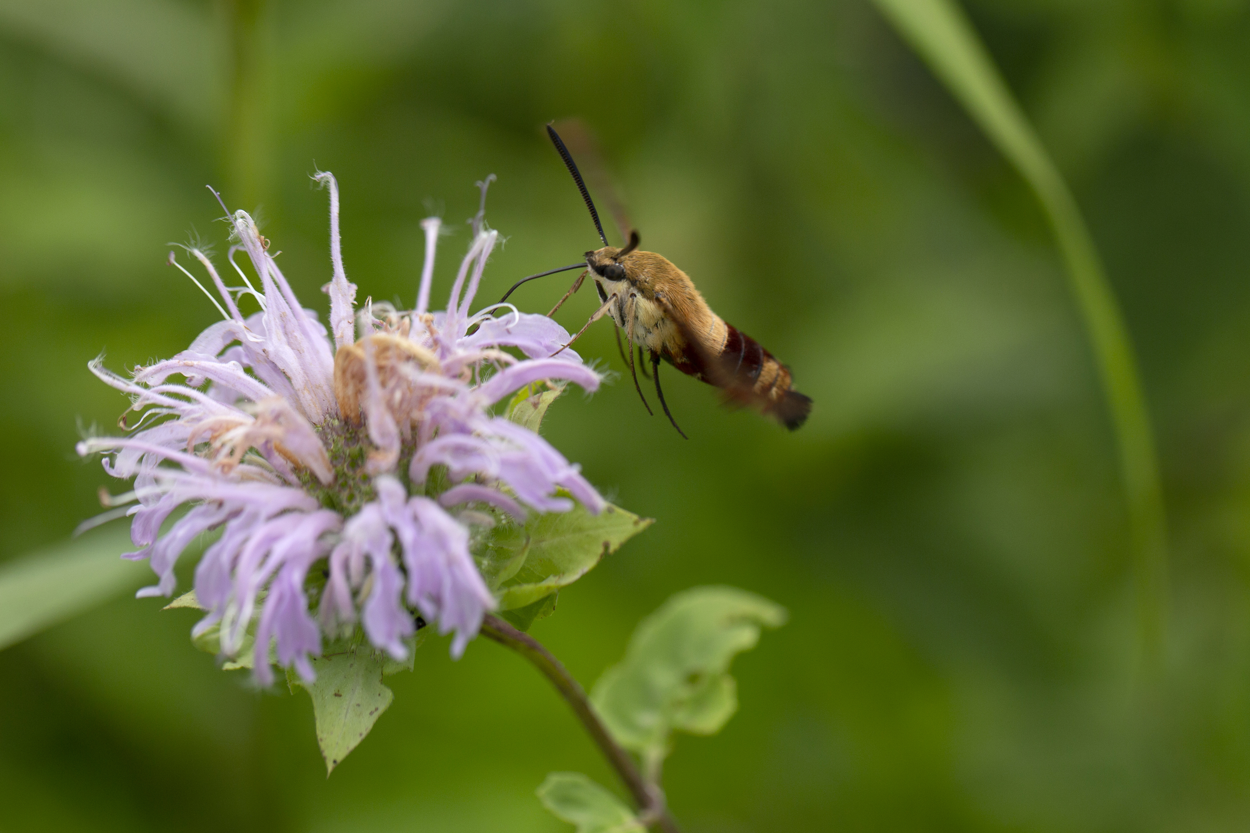 Moth on a beautiful purple flower.