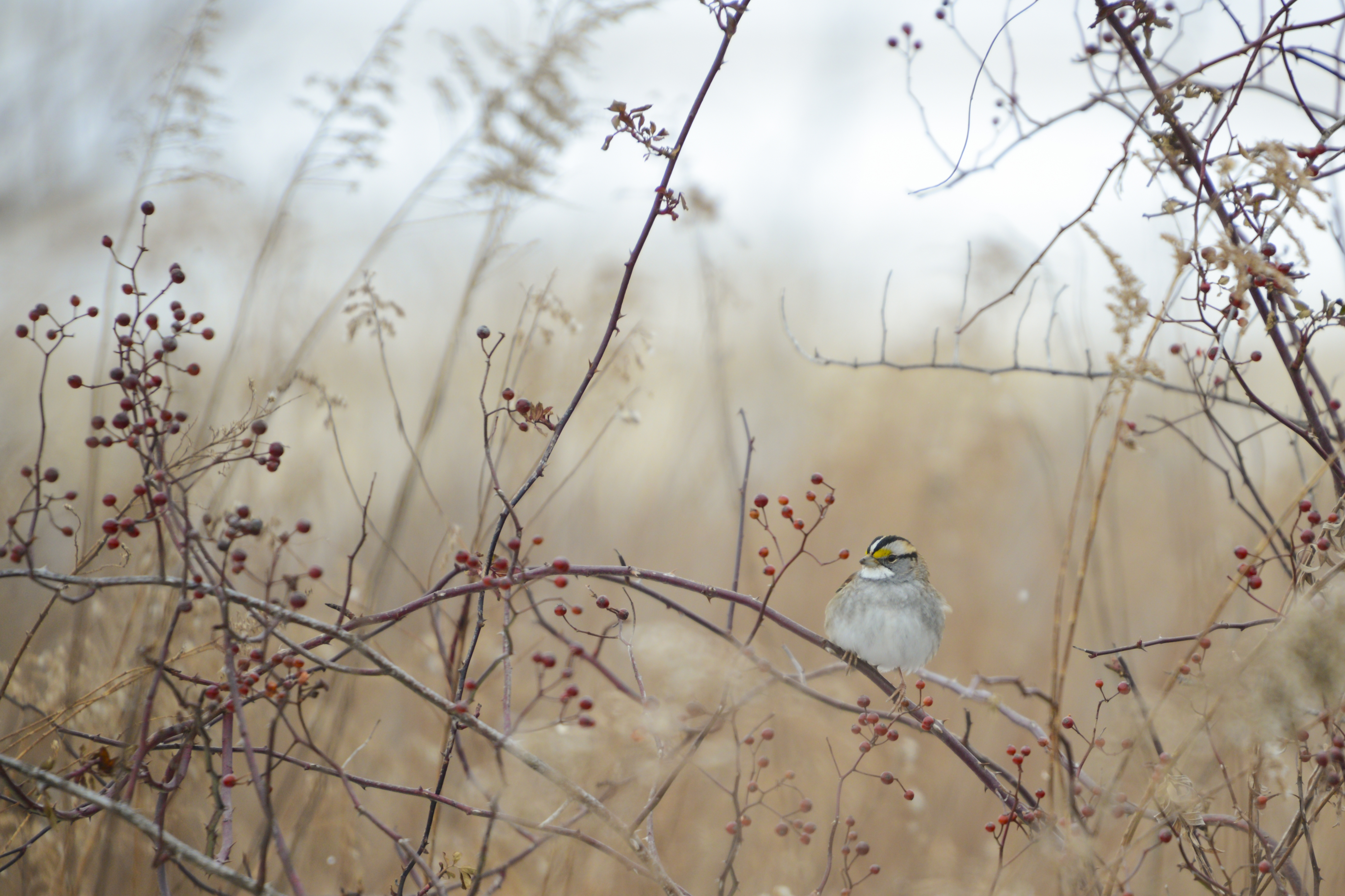 Bird sitting on a tree branch of berries.