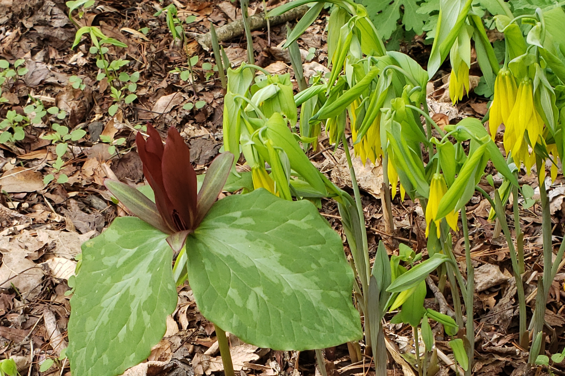 A detail shot of a Trillium freemanii plant.