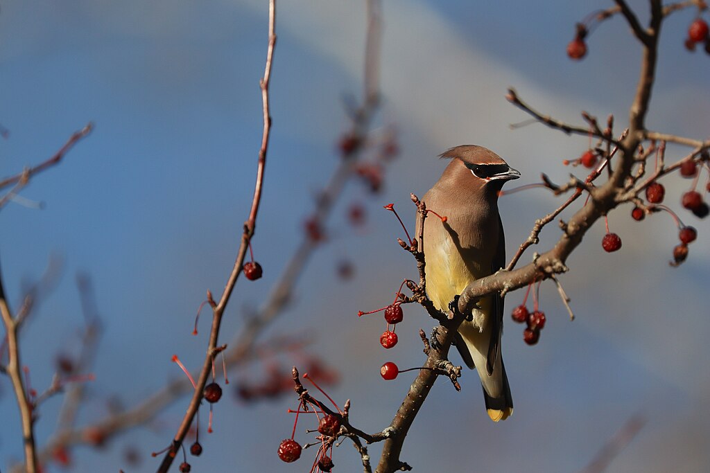 cedar waxwing on a branch