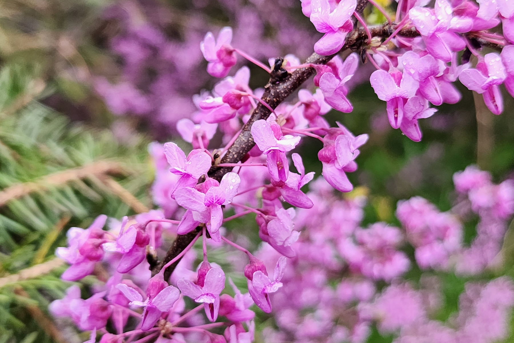 A close up shot of beautiful pink flowers blooming out of a brown vine.