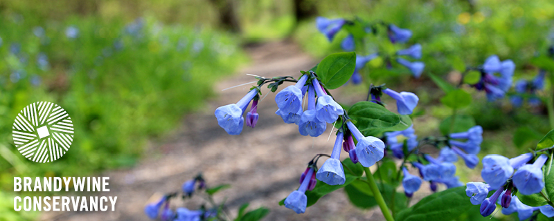 header image of bluebells along a walking path