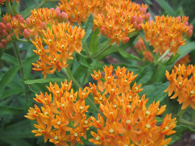 A cluster of orange native plants.