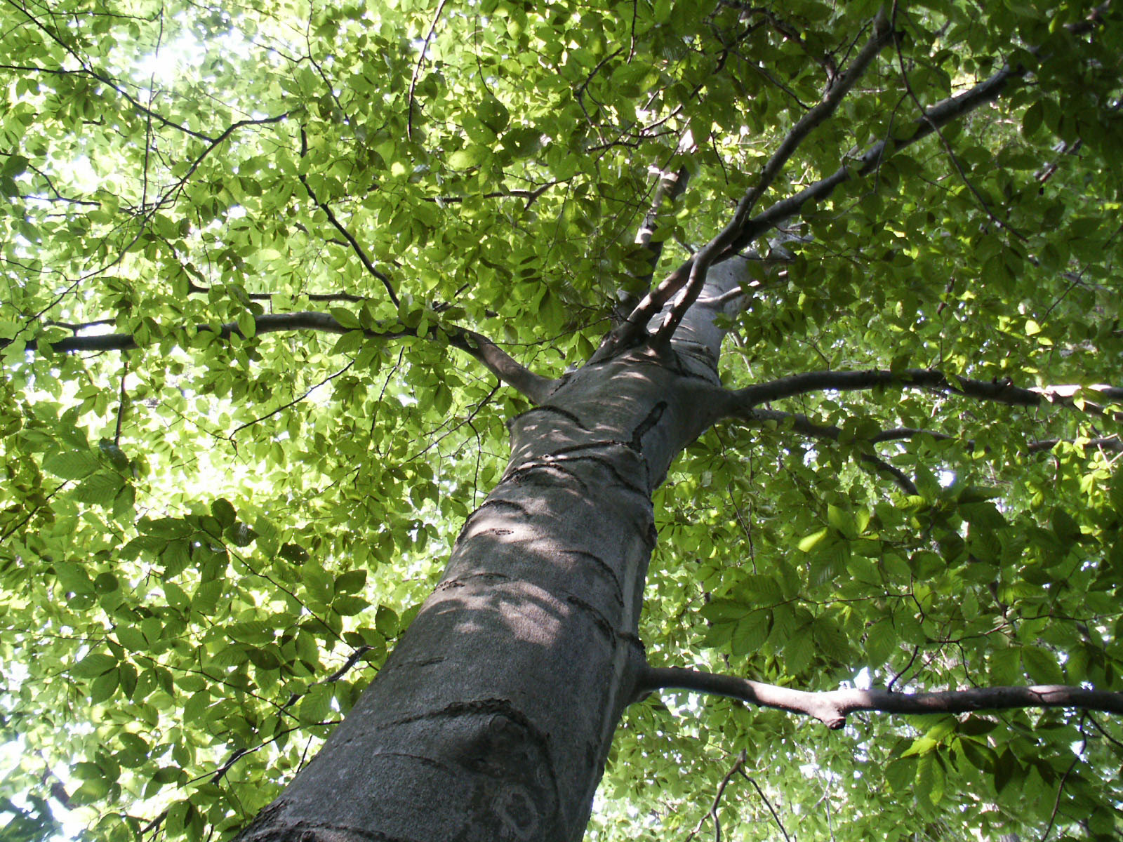 A tree trunk and it's beautiful green leaves from a high angle.