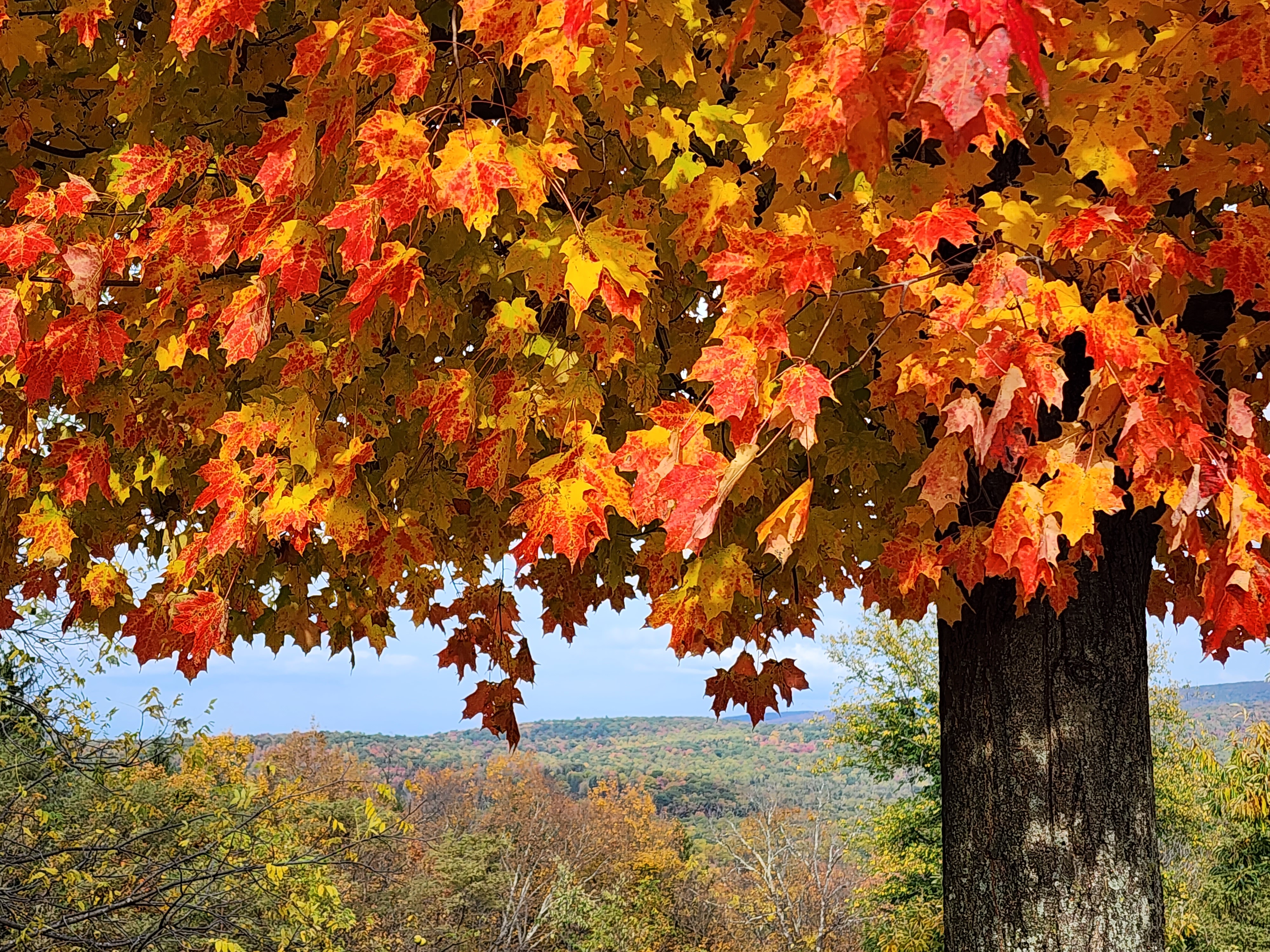 A close up shot of bright orange, red and yellow tree leaves during the fall season.