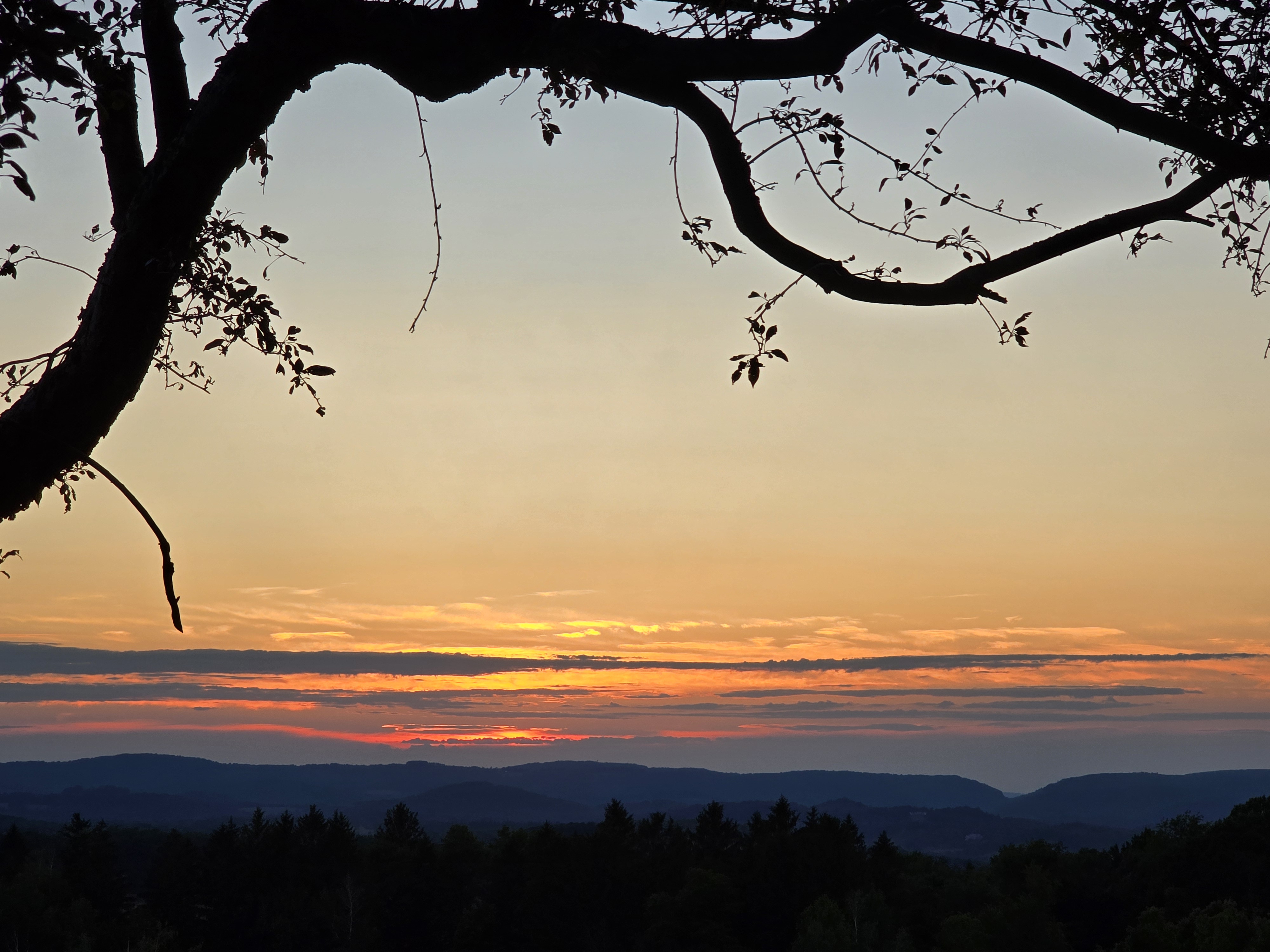 A beautiful sunset with oranges, purples and blues with the silhouette of a tree peaking through the top of the sky.