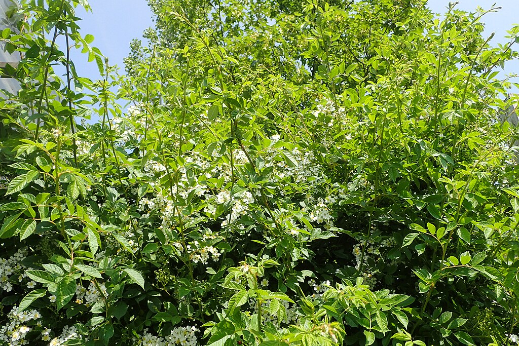 Dense multiflora rose thicket. Photo credit: Krzysztof Ziarnek, Kenraiz via Wikimedia Commons horizontal photo of a dense thicket of plants