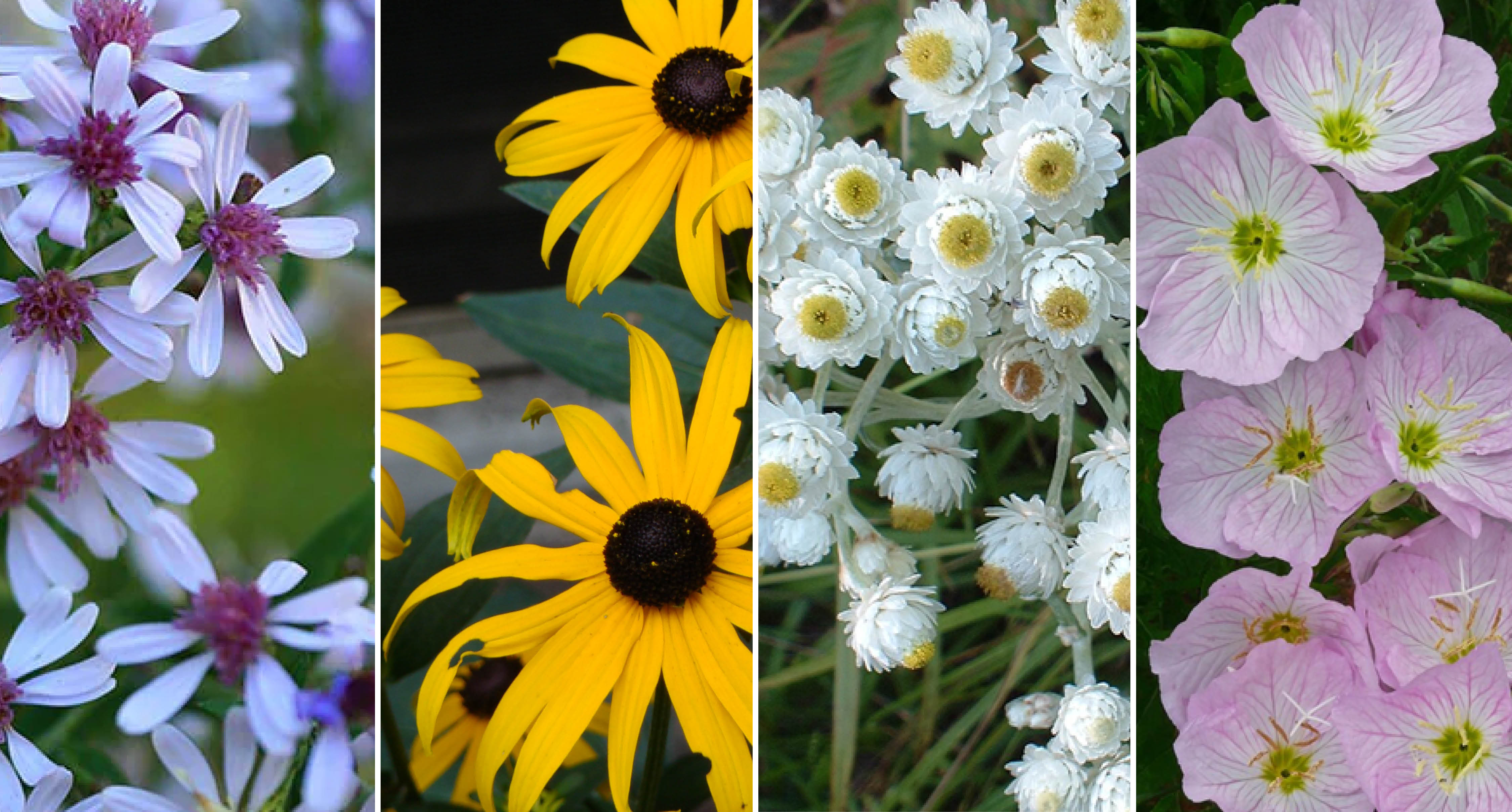 Pink, yellow and white flowers
