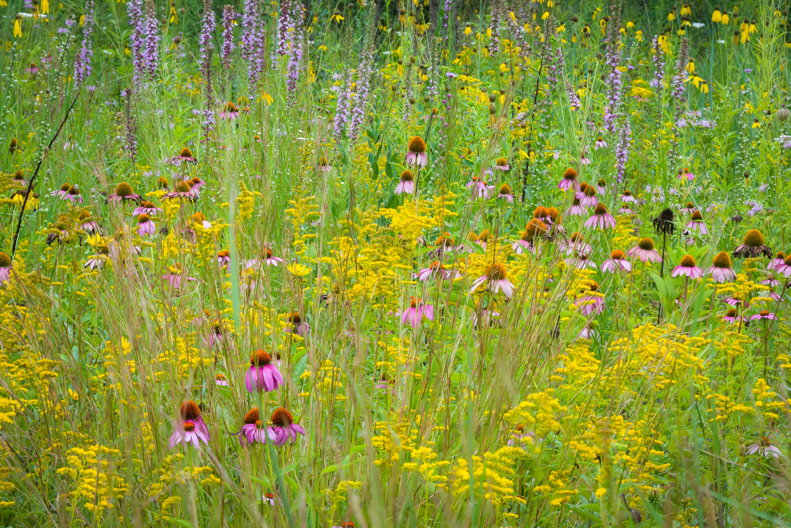 A field of native plants