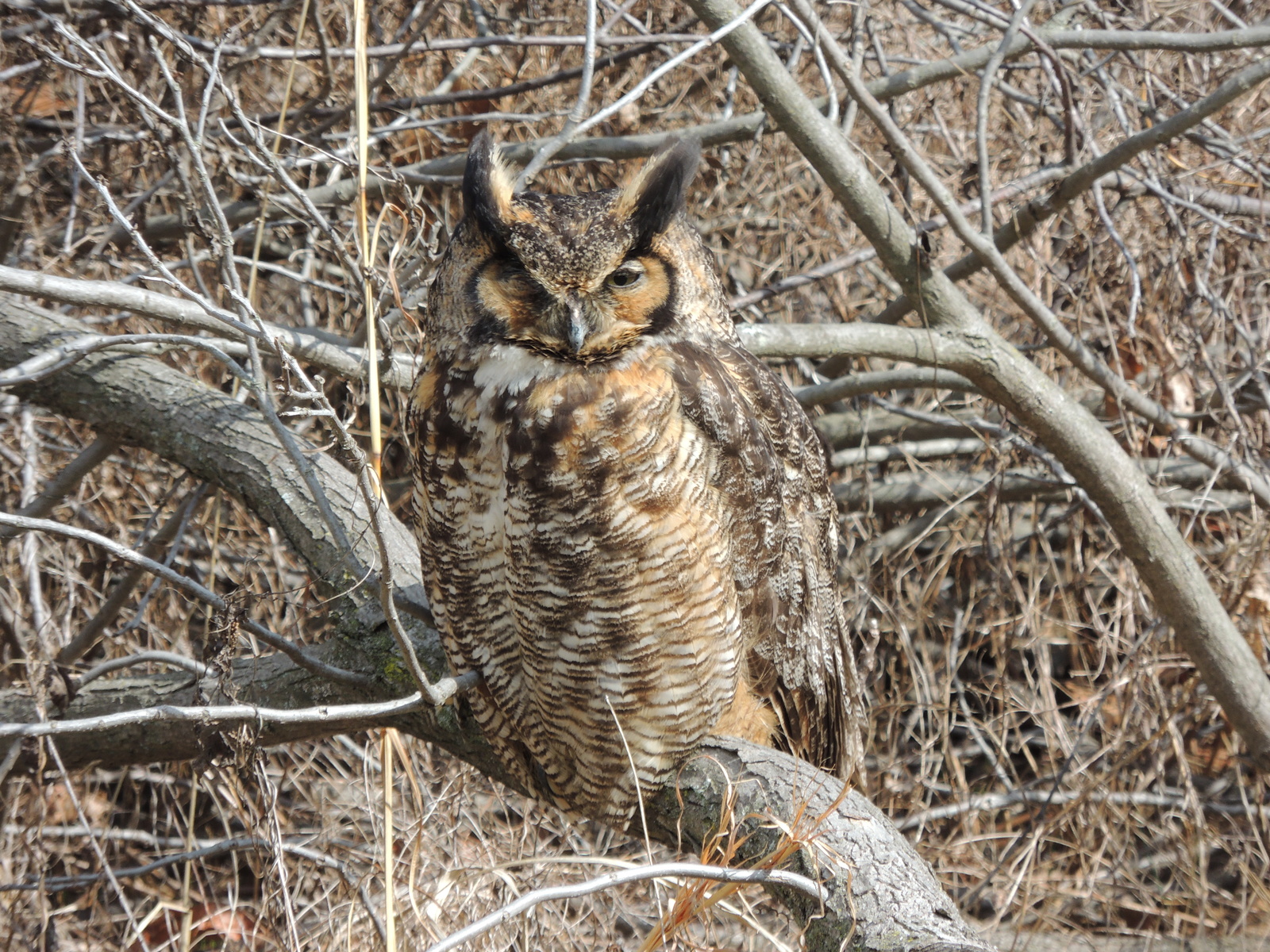 Great horned owl sitting in a tree