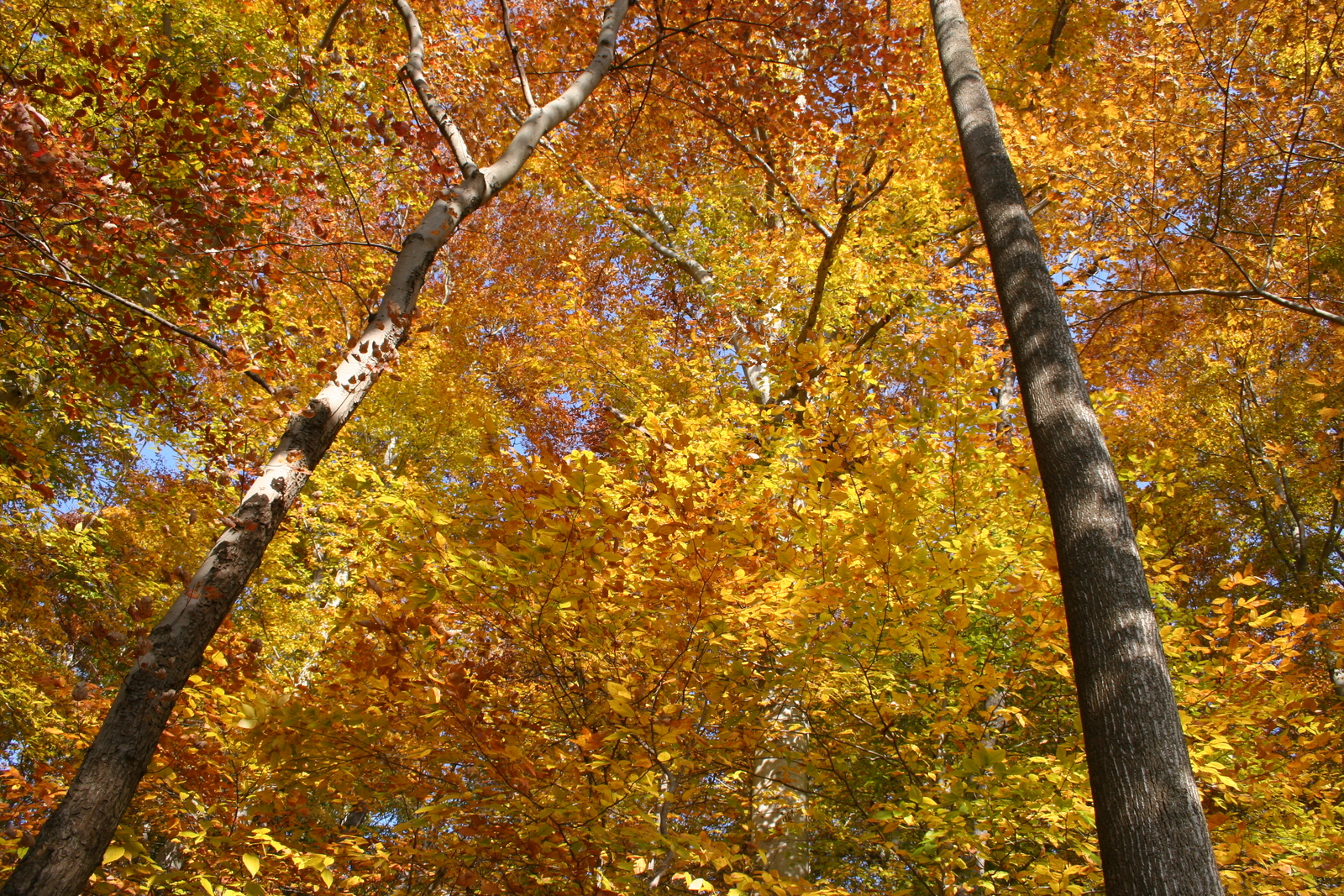Photo of autumn trees from below