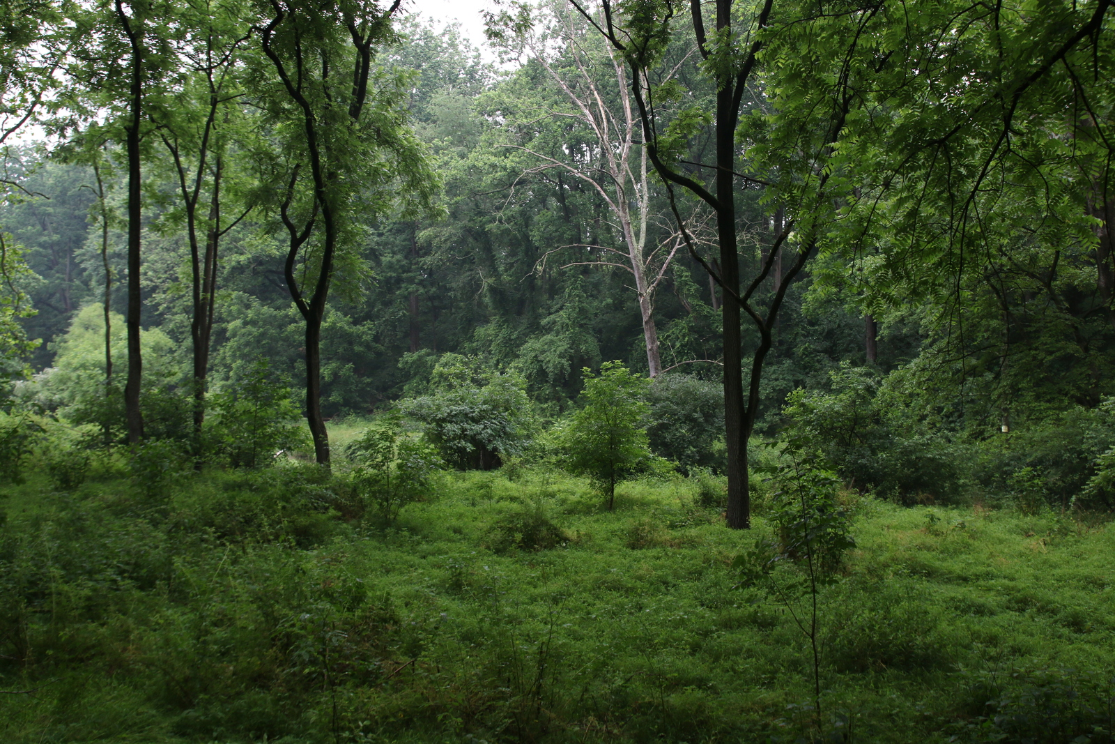 Lush green forest