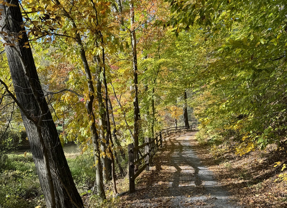 A gravel pathway surrounded by trees that are turning yellowy orange for the fall