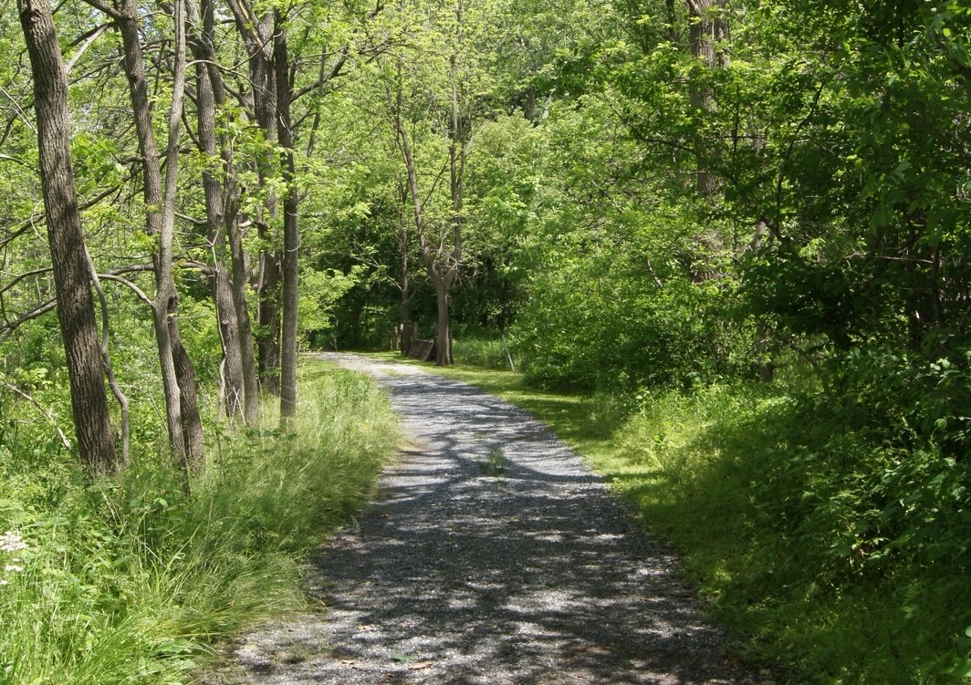 A gravel path way surrounded by lush green trees and shrubs