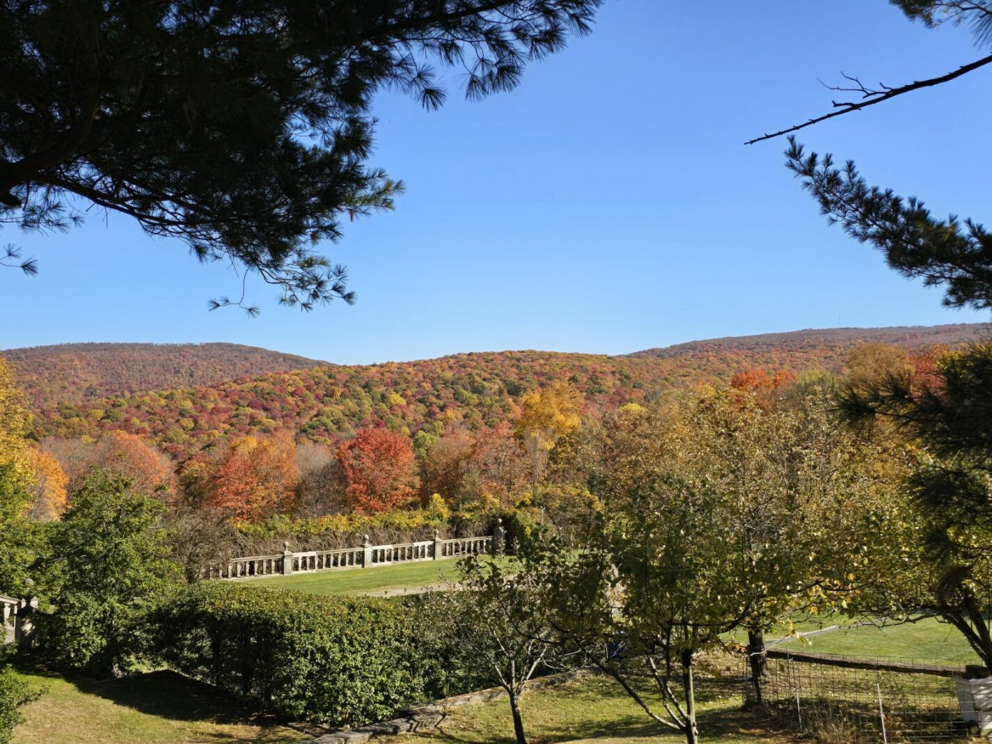 A hillside covered in trees, with yellow, orange and red leaves.