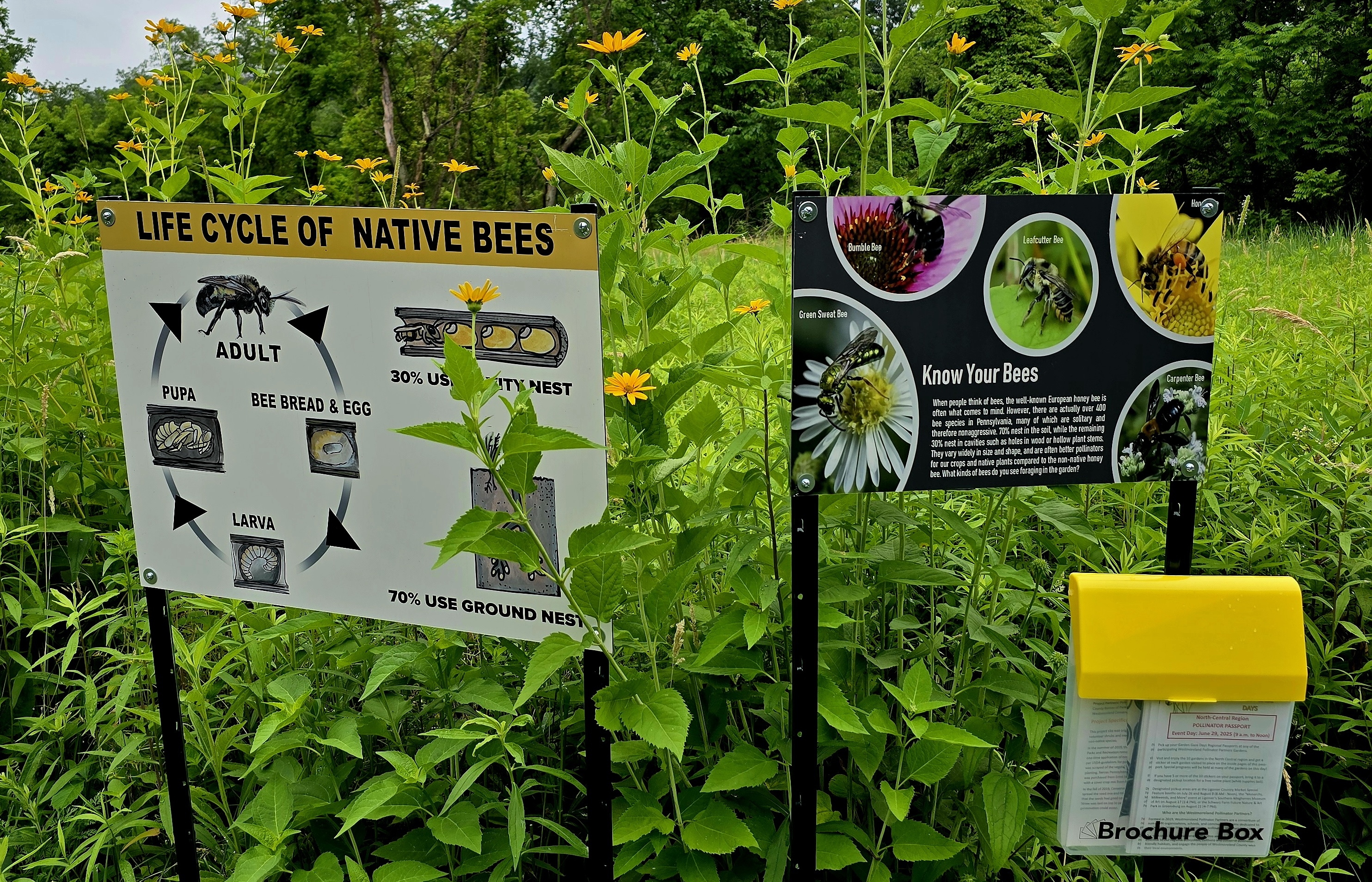 Outdoor infographic explaining the life cycle of native Bees in a green wooded area