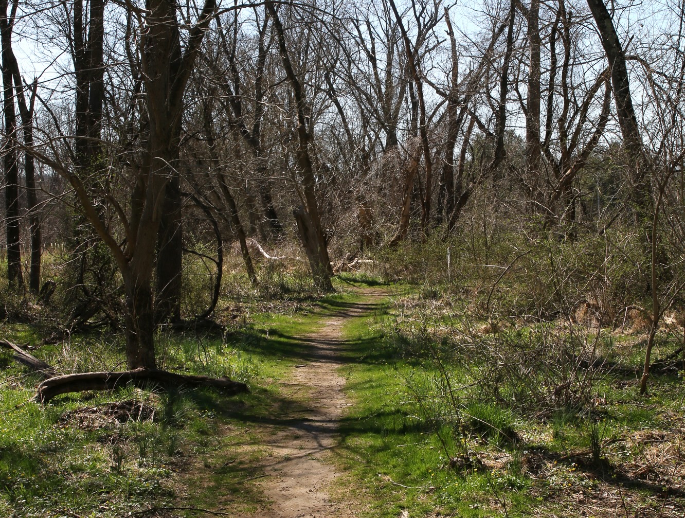 Tree lined nature trail