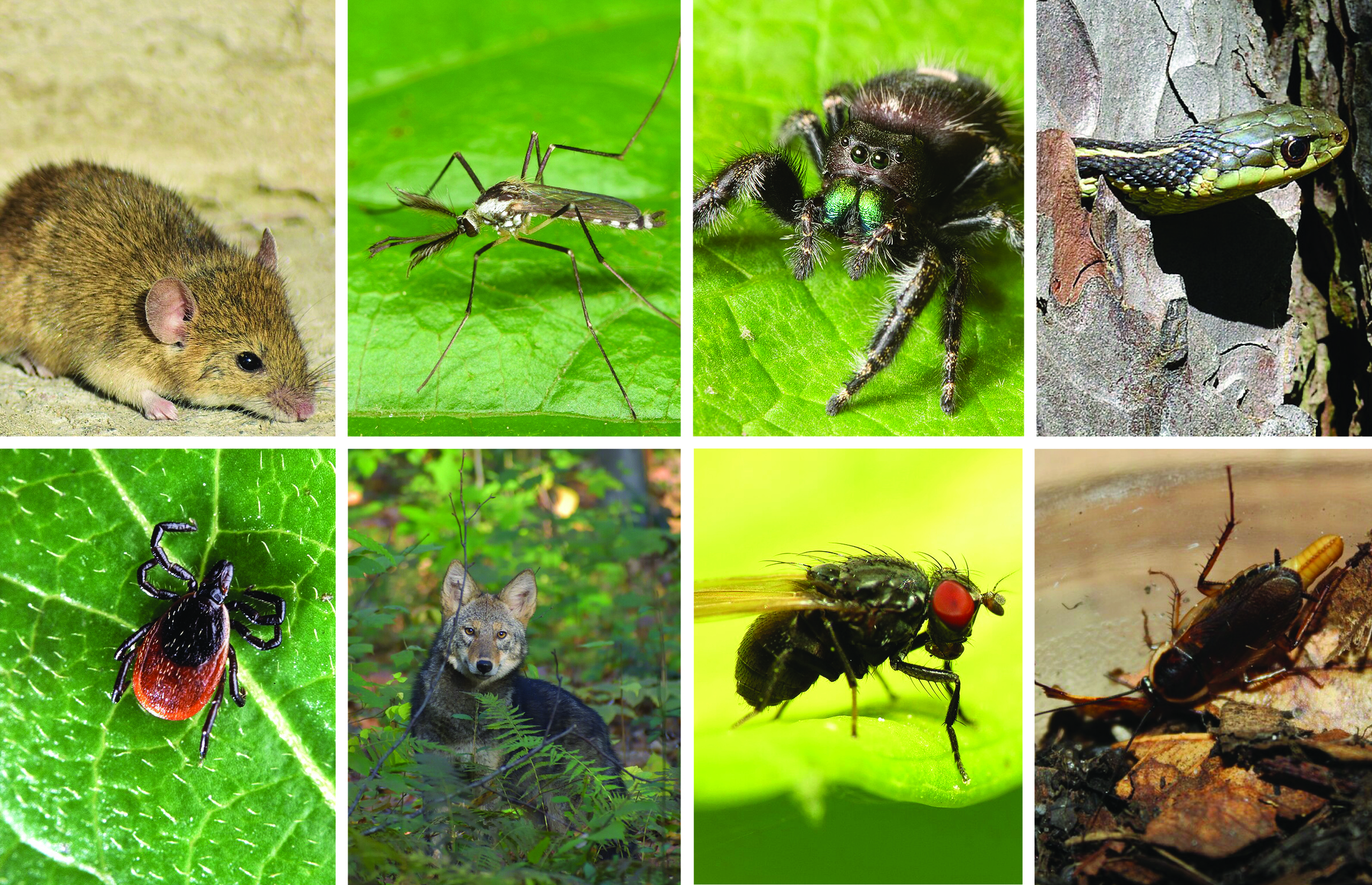 A collage of photos (from let to right) of: A mouse, a mosquito, a bold jumping spider, a garter snake, a deer tick, a eastern coyote, a black fly and a cockroach