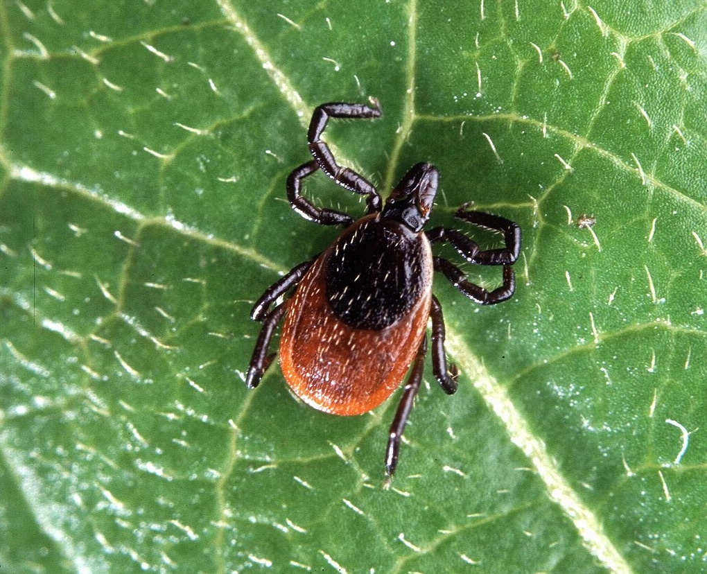 A tick sitting on a green leaf