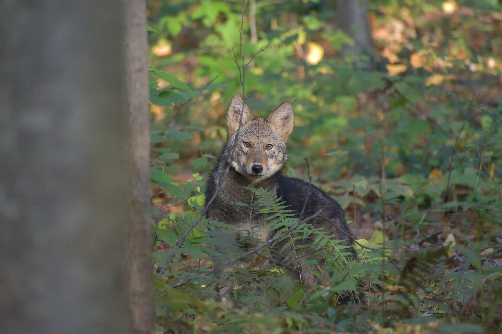 An Easter Coyote in the woods
