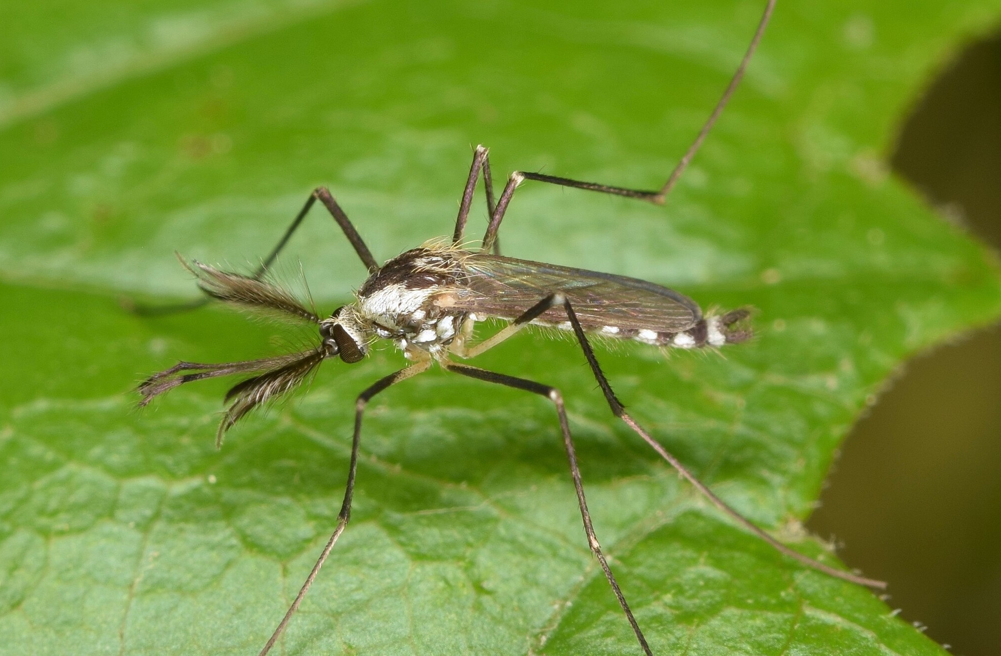 A mosquito sitting on a green leaf
