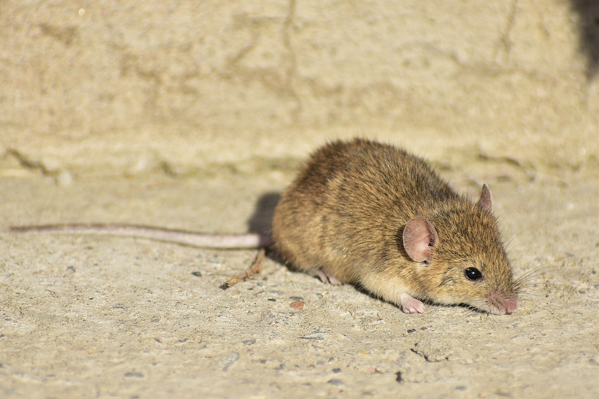 A small brown mouse