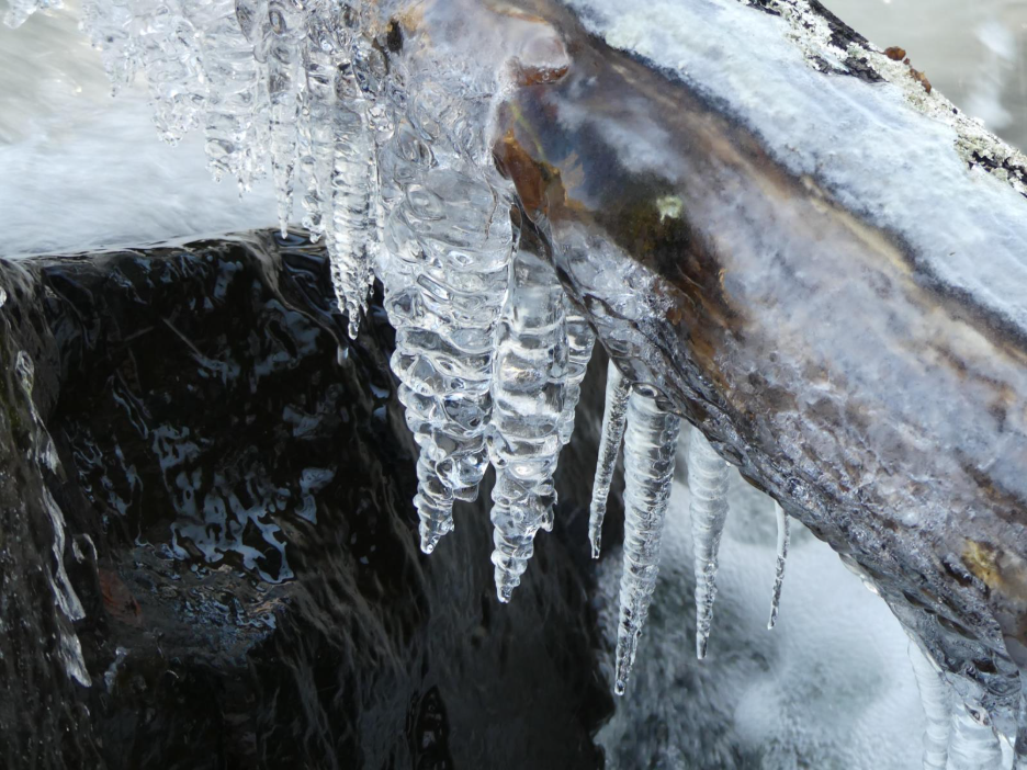 Icicles dripping off of a tree branch