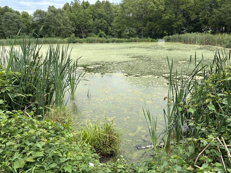 A pond covered in alge